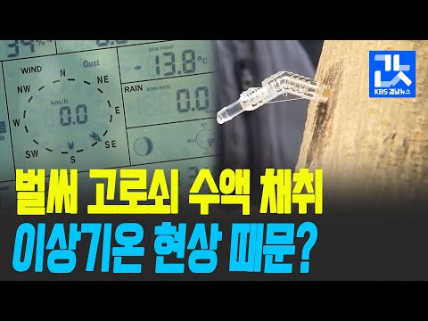 [여기는 진주] 벌써 고로쇠 <strong>수액</strong> 채취…채취 시기 앞당겨진 이유는? / KBS 2021.02.02.