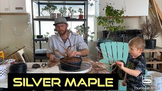 Silver Maple PreBonsai-Ground to Pot