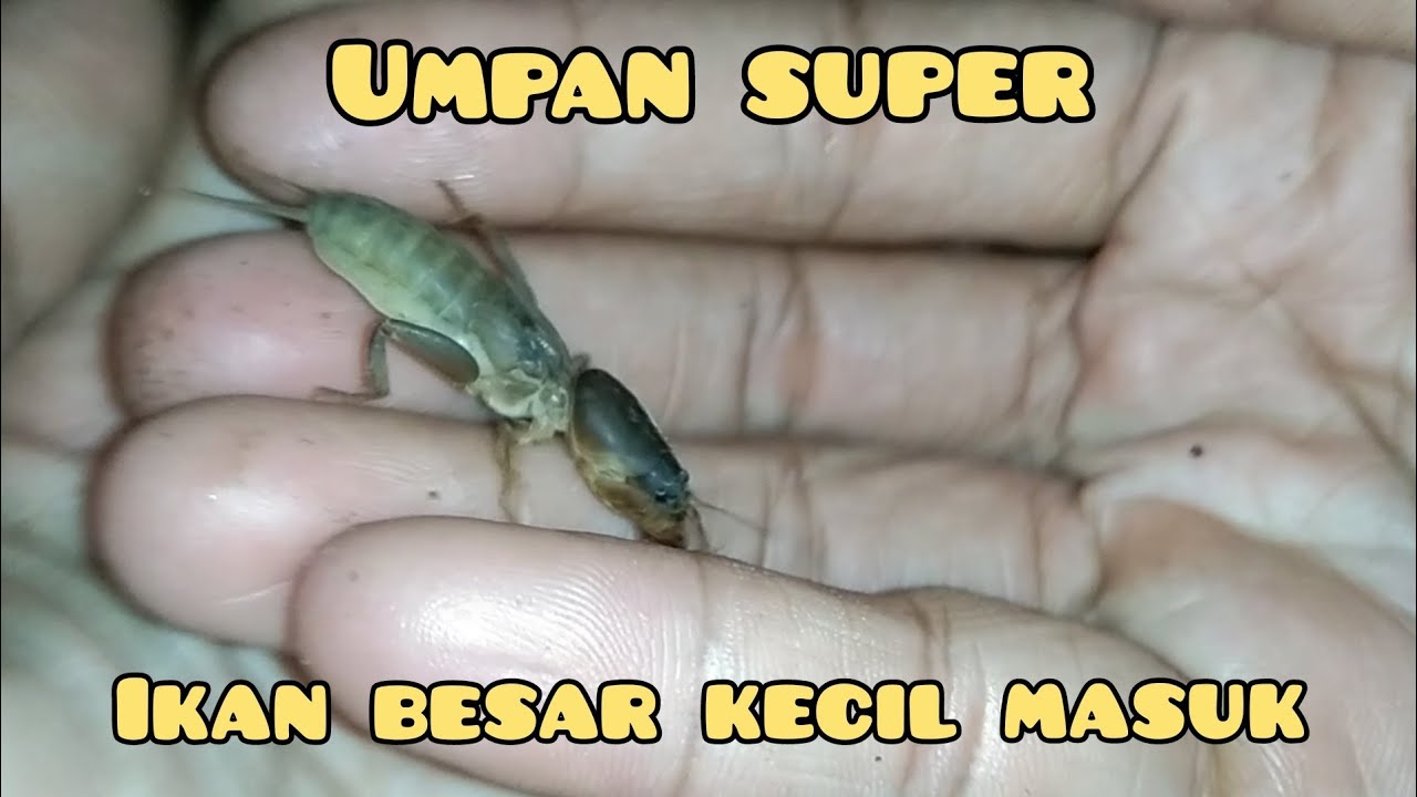 GAPAKE BELUT PUN MASIH BISA JUARA PAK!!!