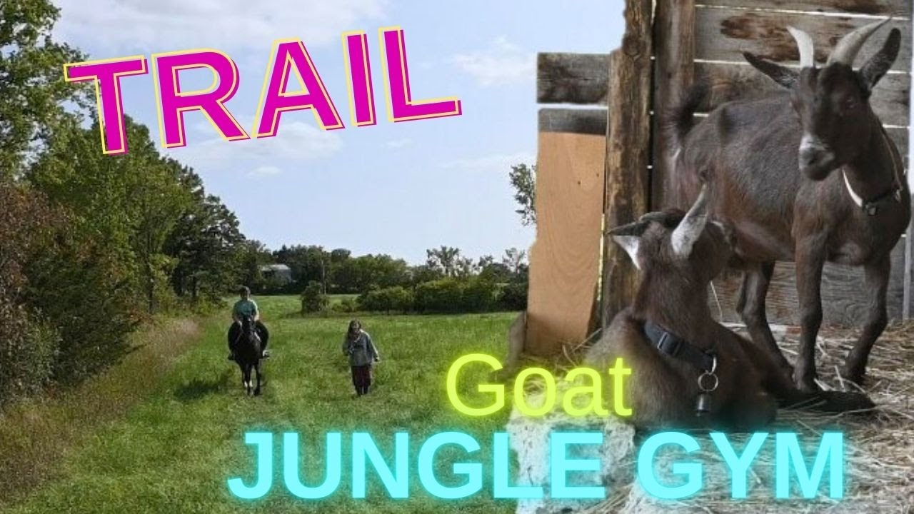 Cantering The trails With My Girl and We built A Goat Jungle Gym! YouTube