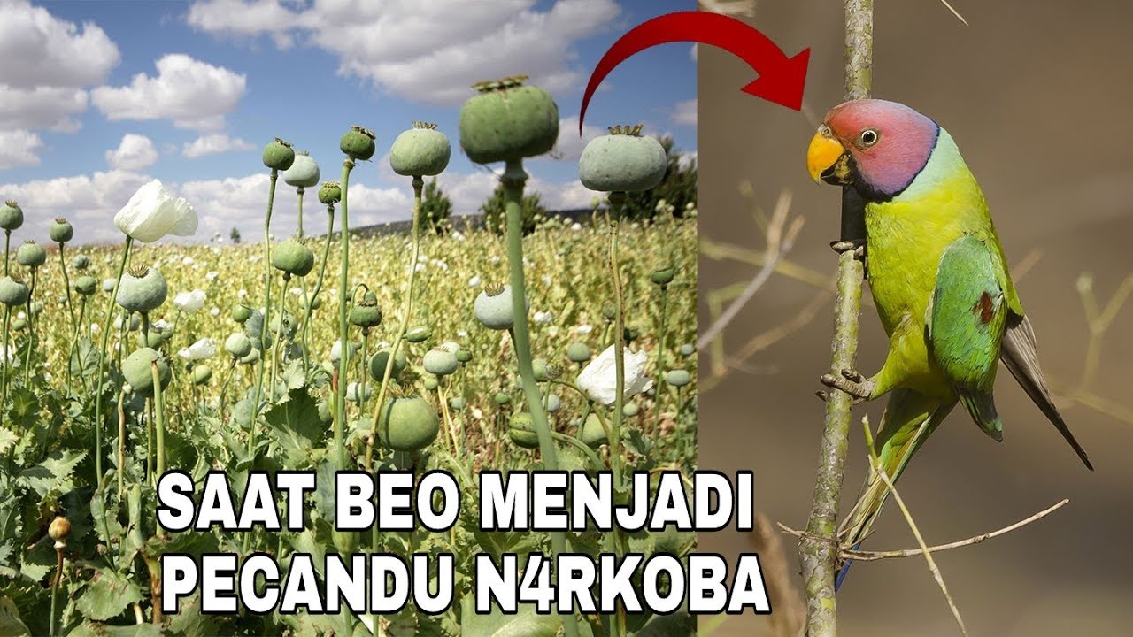 KUMPULAN BURUNG BEO INI KECANDUAN N4RKOB4 Jenis OP1UM, Lihat Apa Yang