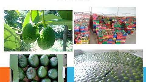 Fresh Avocado Packing  Requirement For The 40 Ft  Reefer Container