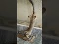 #youtubeshorts #viralvideo #kitten #funnykittens