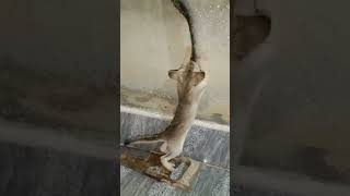 #youtubeshorts #viralvideo #kitten #funnykittens