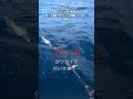 釣った鯛に巨大イカが襲ってきた… 【衝撃映像】
