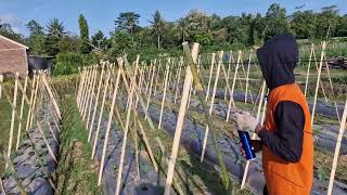EASY WAY TO INSTALL RIBBON ROPE FOR CUCUMBER TRELLIS – FARMING HACK! -  how to start a farm