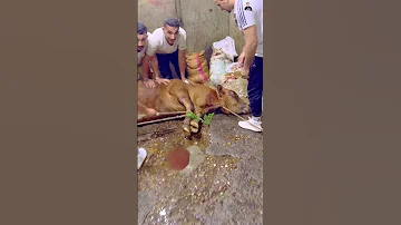 انا في الأخر اللي دبحت العجل بأيدي اكسبلور عجول عجل حيوانات حيواناتأليفة عيد الاضحى 