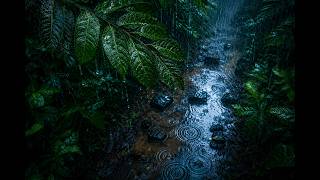 Deep in the Rainforest by a Quiet Stream 🌧️ Rain on Forest Leaves for Deep Sleep