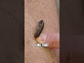 How To REMOVE A LEECH From Your Skin