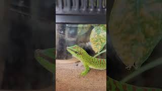 hungry geckos.  #shorts  #bioactiveterrarium #bioactivevivarium #geckos #chameleongecko #daygecko