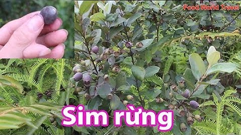 Đi hái sim rừng chín lúc nào  Fruits of the forest