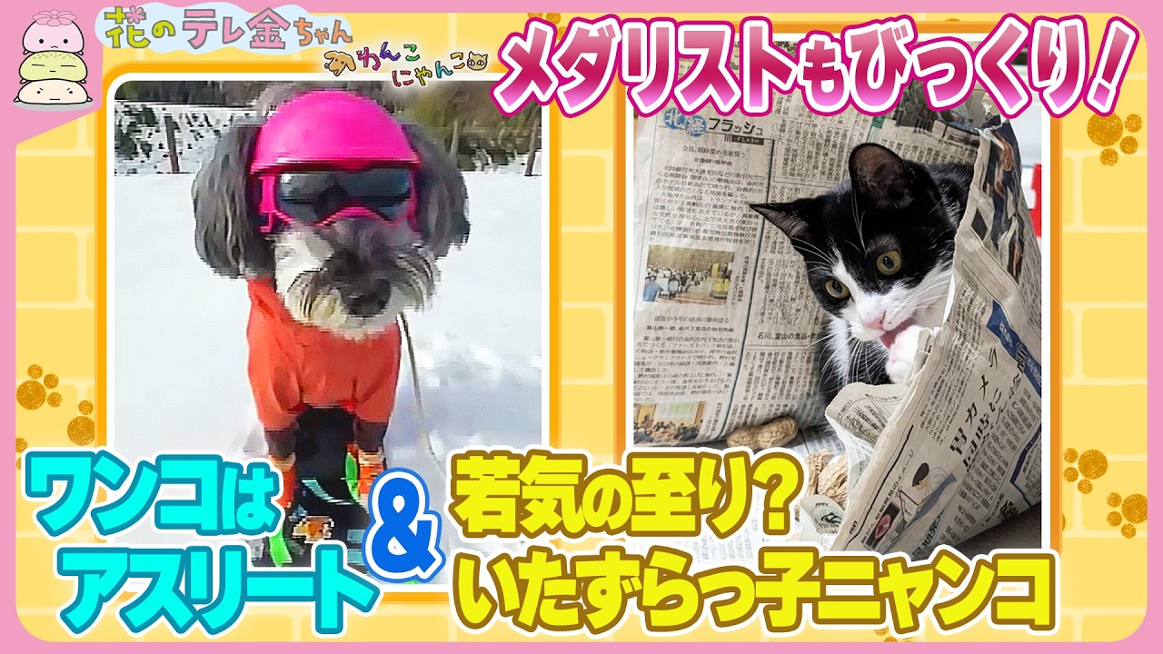 【わんこにゃんこ】メダリストもびっくり！ワンコはアスリート＆若気の至り？いたずらっ子ニャンコ