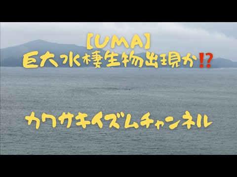 【UMA】静かな海に巨大な影…巨大水棲生物出現か⁉️😲🦕【不思議動画】