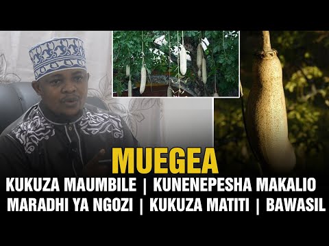 Video: Matumizi ya Mimea ya Mkia wa Farasi - Maelezo Kuhusu Kutunza Mimea ya Mkia wa Farasi