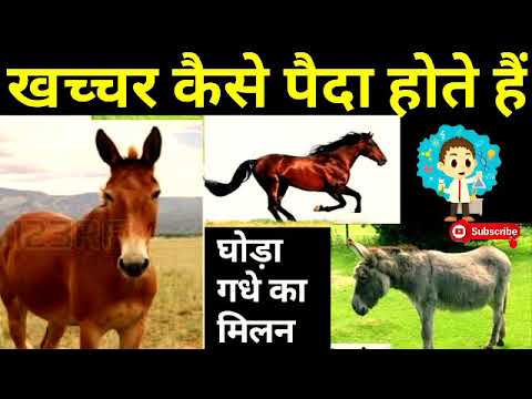 वीडियो: खच्चर का जन्म कैसे होता है?