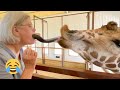 Hilarious Animal Reactions | Give Me A  Kiss 💋