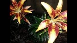 Song by Nat "King" Cole - The Very Thought of You My Flowers and Me Part 2
