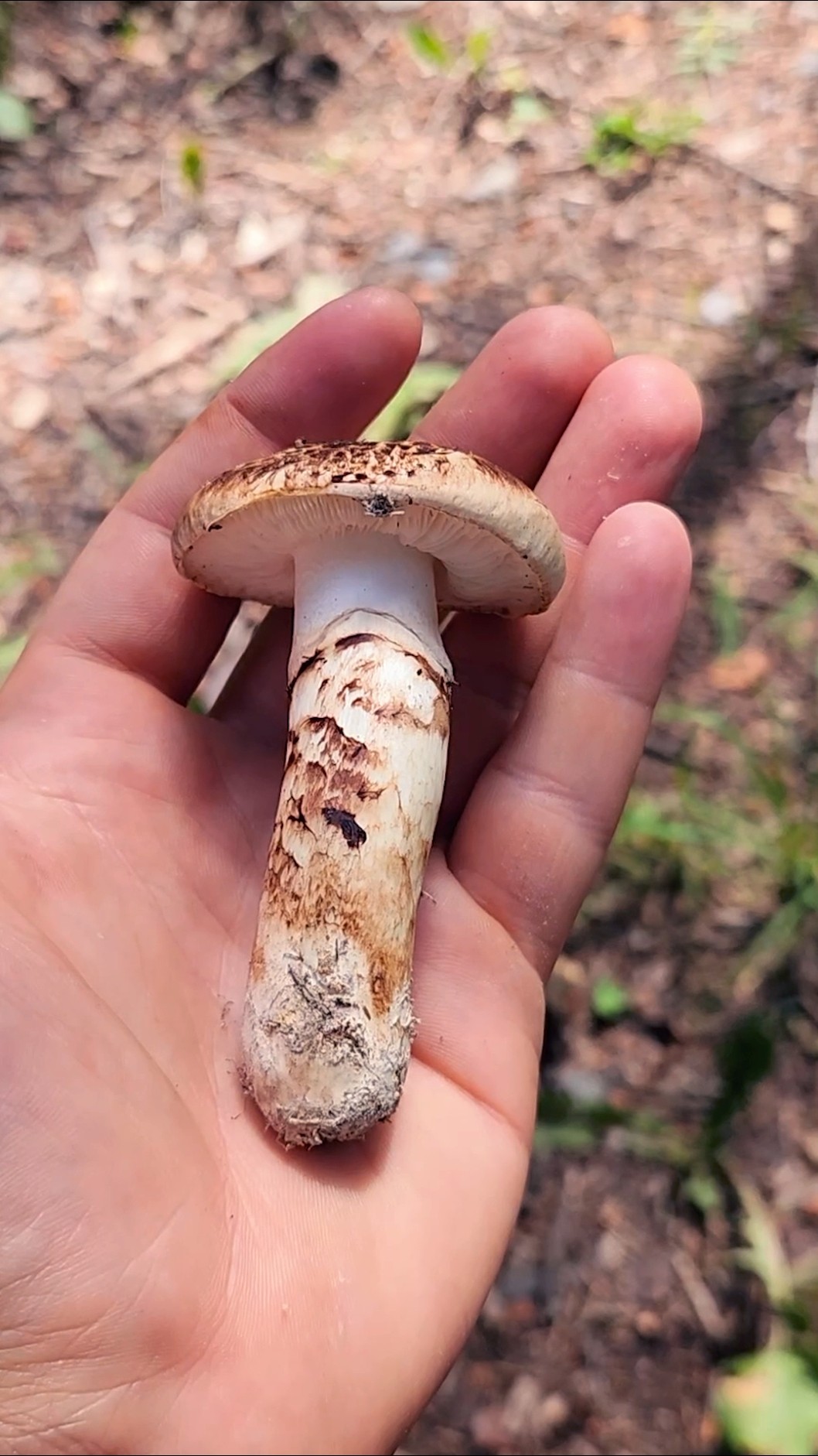 How to ID Matsutake mushrooms #foraging #mushroom - YouTube