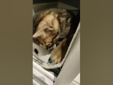 не грызи - YouTube