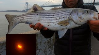 Solar eclipse Got them striped bass BITING good.#stripedbass #solareclipse #brooklynfishing