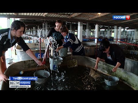Молодь осетровых пород выпускают в реку Кубань Молодь осетровых пород выпускают в реку Кубань