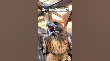 Hawk Sounds to Scare Birds#shorts #youtubeshorts #viral#trending #scary #birdsoundsThe eye of Bengal
