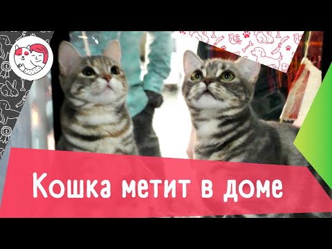 4 причины, почему кошка метит в доме