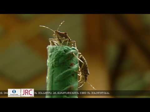 სეს  აზიურ ფაროსანას გავრცელების არეალი იგივეა, რაოდეობა კი   შემცირებული