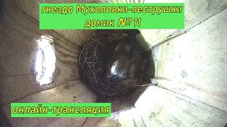 #гнездо_Мухоловки-пеструшки №11 #онлайн День 16 мая 2024 года., #онлайн