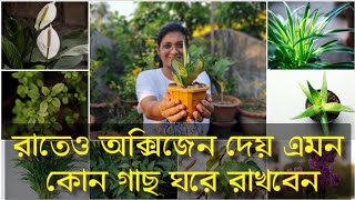 রাতে অক্সিজেন প্রদায়ী কোন গাছ রাখবে ঘরে? | 10 Air purifier Indoor Plants | কৌতুহলী Ep - 1 screenshot 1