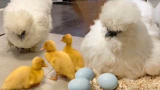 Amazing Silkie Hen Turned Eggs To The Cutest Ducklings - Happy Mother's Day❤️