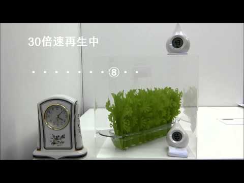 動画