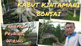 PENGGARAPAN BONSAI,PRUNING,WIRING KOLEKSI BPK PUTU ARMADA KINTAMANI,belajar bonsai,tutorial bonsai