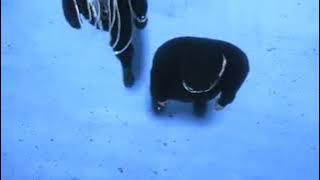 Lovely x Serendipity /Mahsup (Slowled)