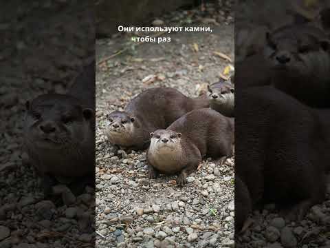 Удивительные морские выдры: Жонглеры-гурманы! #calmshorts #животные #природа #youtubeshorts