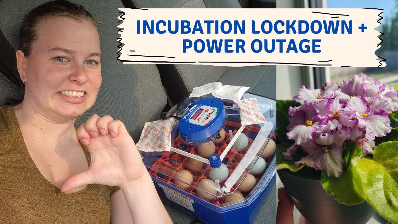 Power Outage turned off the incubator!! Incubation Lockdown (3 days