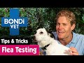 How To Test Your Animals For Fleas | Bondi Vet Pet Tips