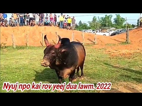Nyuj npo kai rov muaj yeej dua lawm.6/6/2022 - YouTube