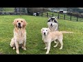 Husky Reunited With His Best Friend And Surprise Visitor! (So Cute!!)