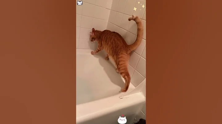 Video 7967701: kitty funnycats pets, kitty funny cats pets