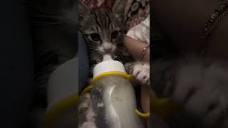 #fyp #kitten #mysister‘scat