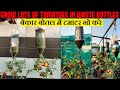 Best Method To Grow Tomato Plant| टमाटर उगाने का सबसे आसान तरीका |Vertical Gardening