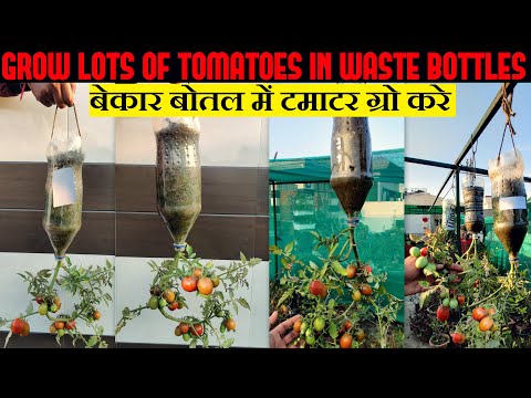 Best Method To Grow Tomato Plant| टमाटर उगाने का सबसे आसान तरीका |Vertical Gardening