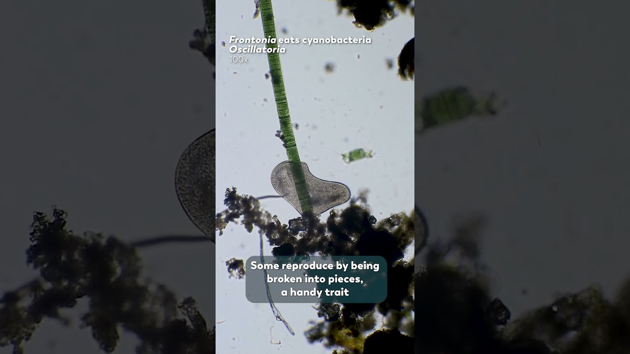 The Remarkably Diverse Prokaryotes