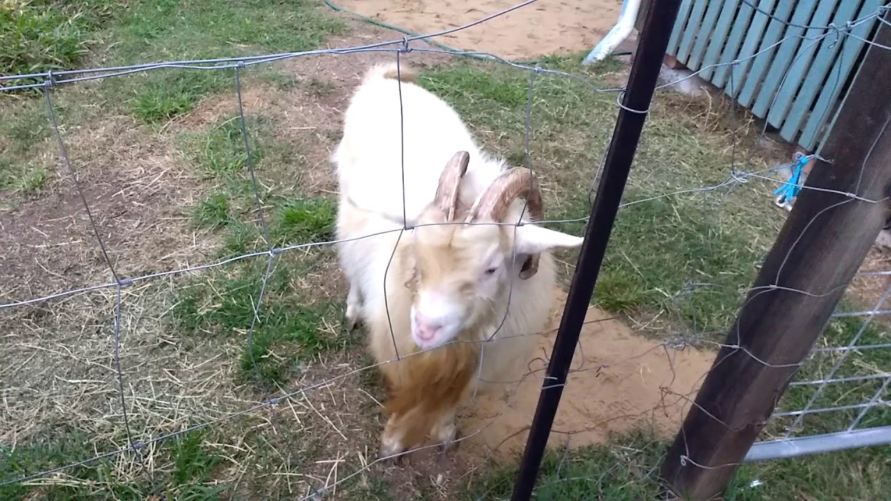 BUDDY THE GOAT LIMPING YouTube