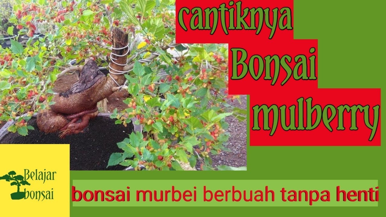 Bonsai Murbei Yg Berbuah Sepanjang Tahun By Vie Channel
