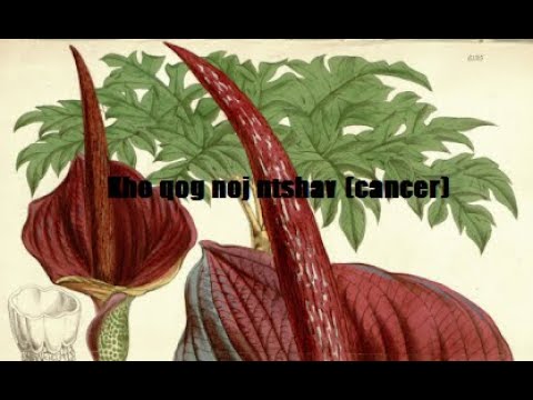 Video: Pub Tus Neeg Mob - Tsam Mob Cancer - Pub Khoob Cov Dev Uas Muaj Cancer - Pub Tsiaj Noj Uas Muaj Cancer