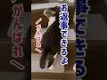 お返事出来る猫 #寝たきりから復活#リハビリ #ねこ #とも君の階段チャレンジ#shorts