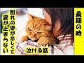 最期の時・愛猫のお別れの気持ちを表した姿に涙が止まらない・招き猫ちゃんねる