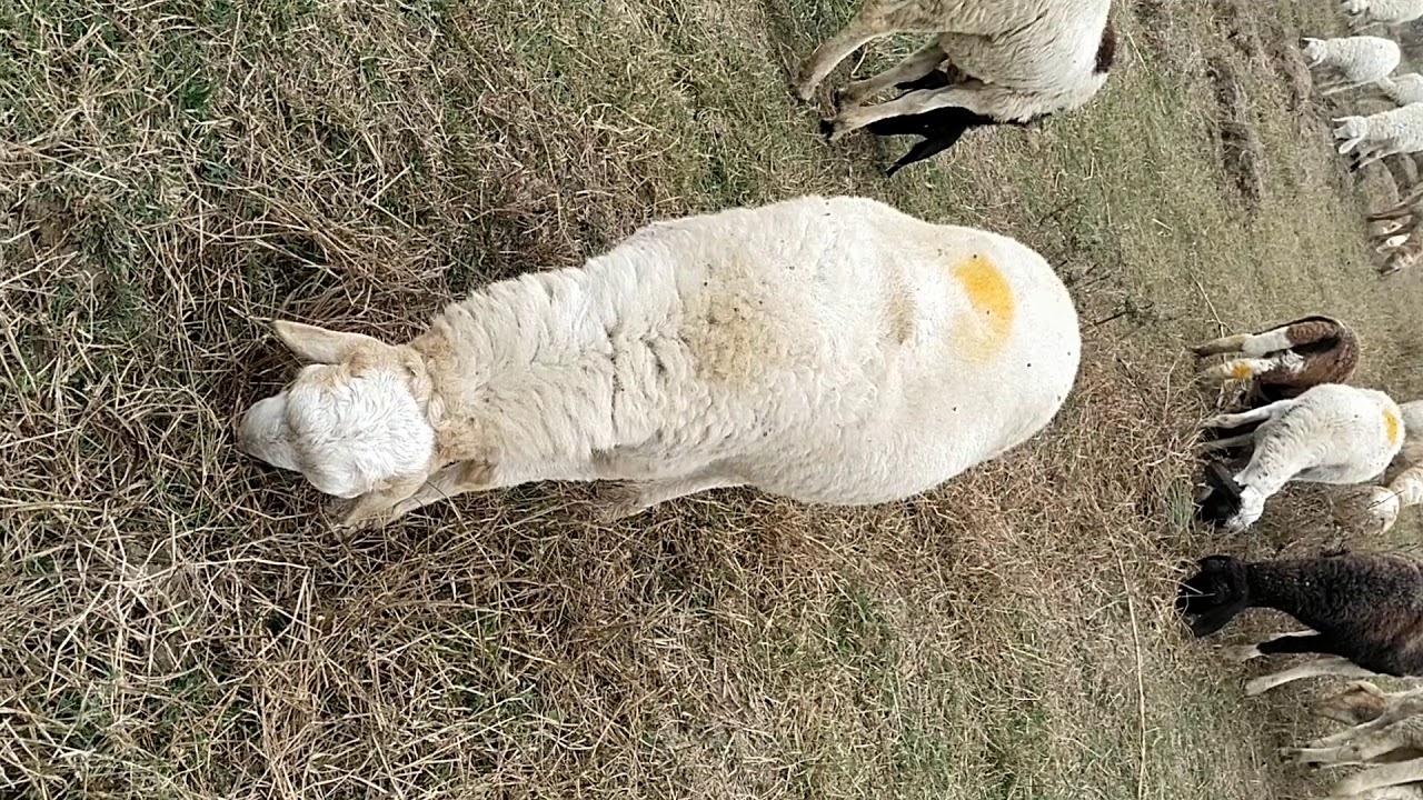 sheep-ka-chara-khate-hue-youtube